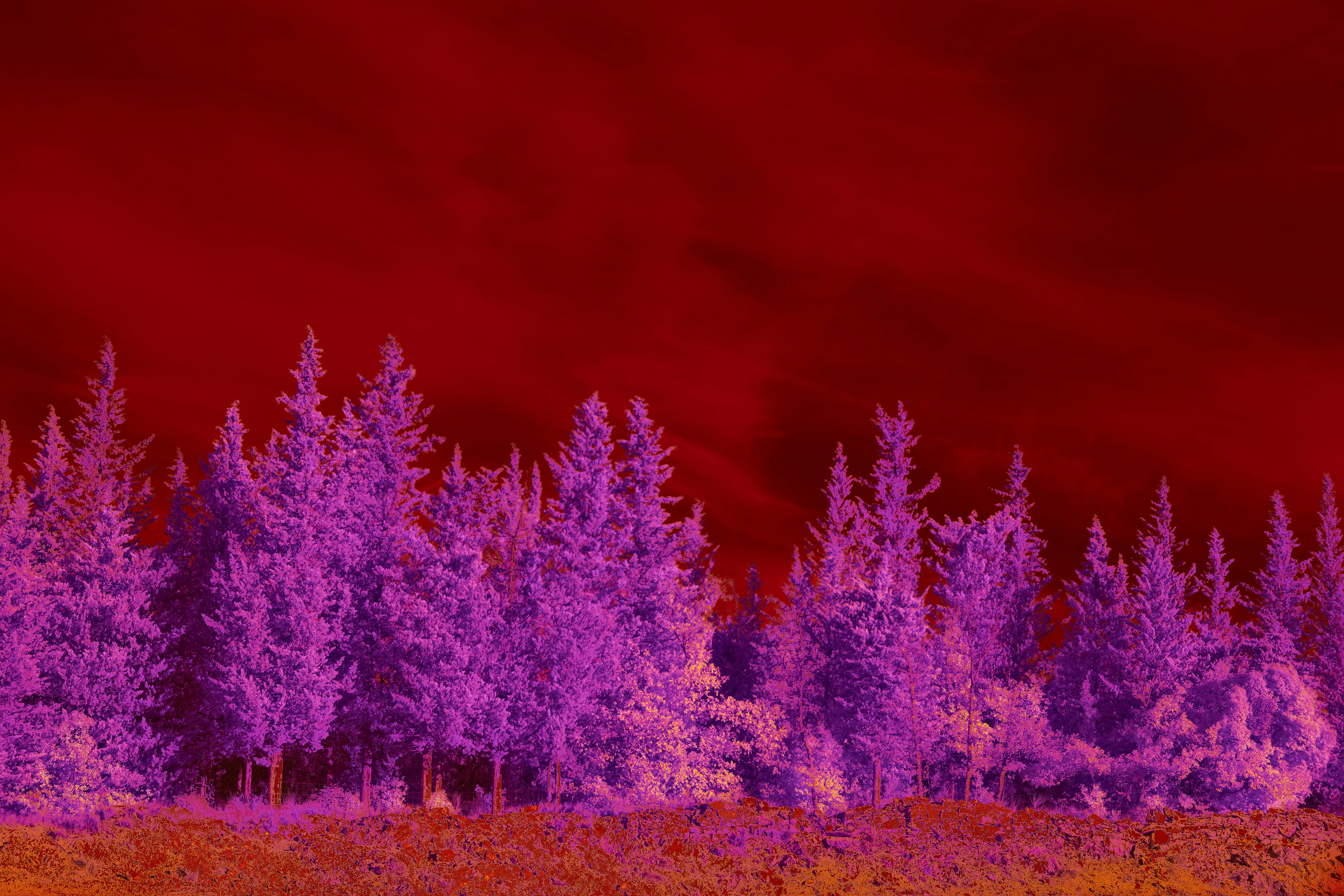 Photo by wolfgang_hasselmann