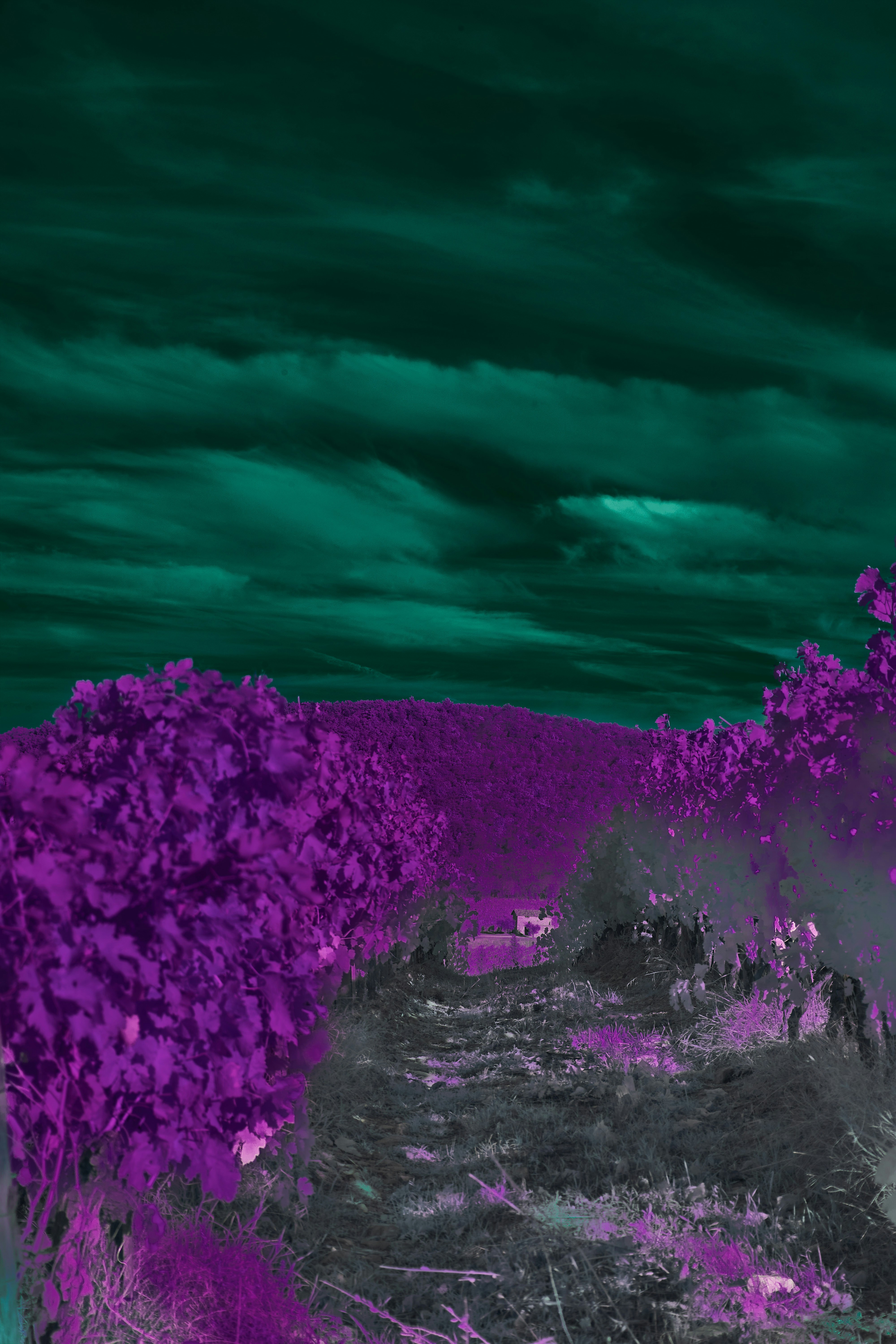 Photo by wolfgang_hasselmann