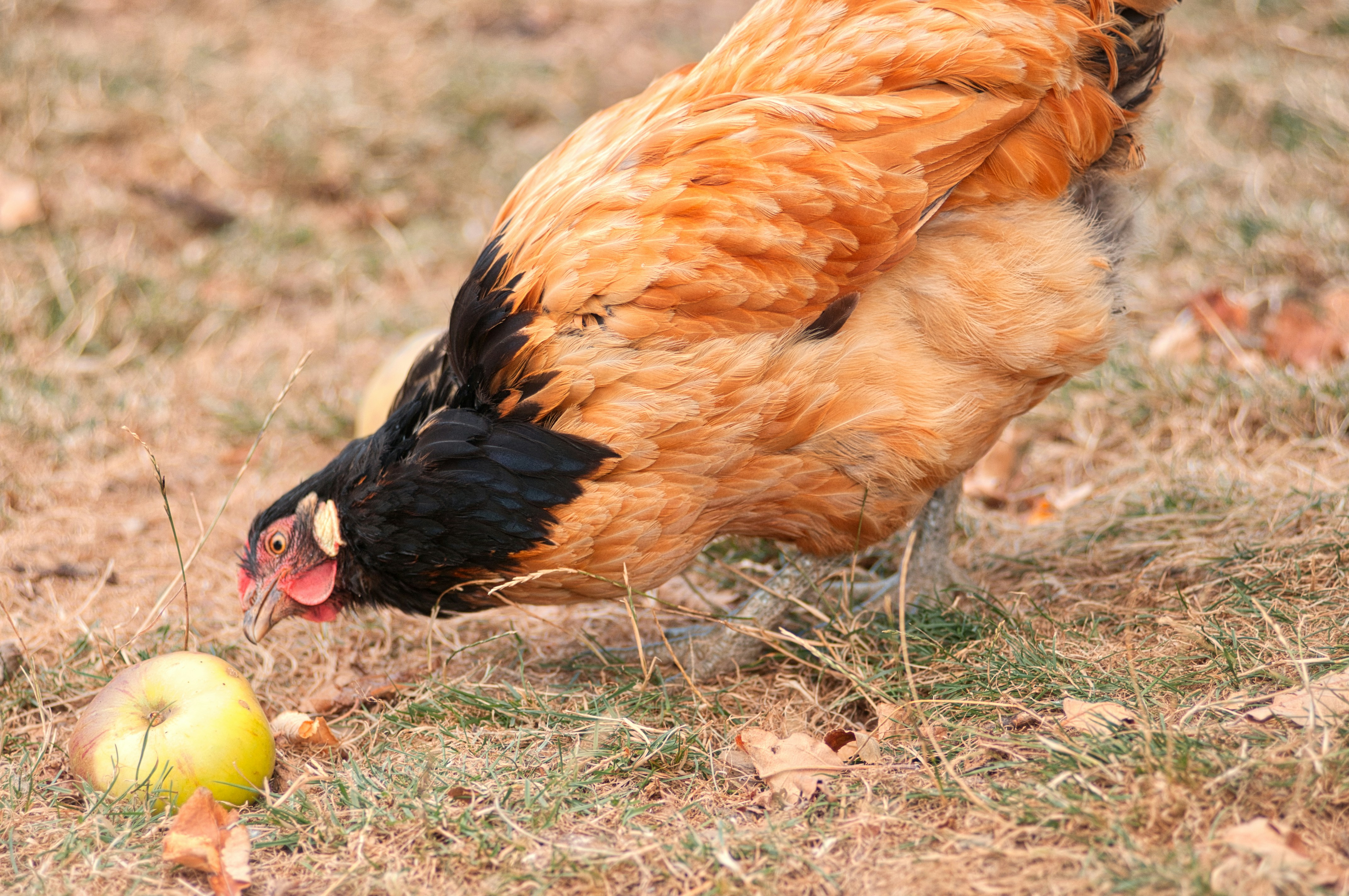 a rooster standing next to an apple