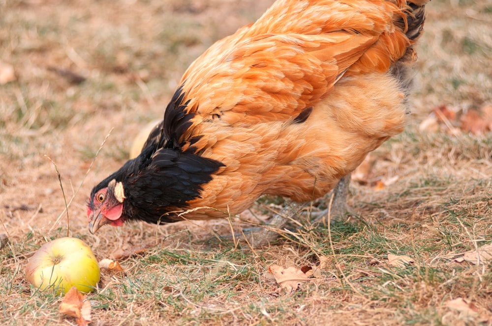 a rooster standing next to an apple