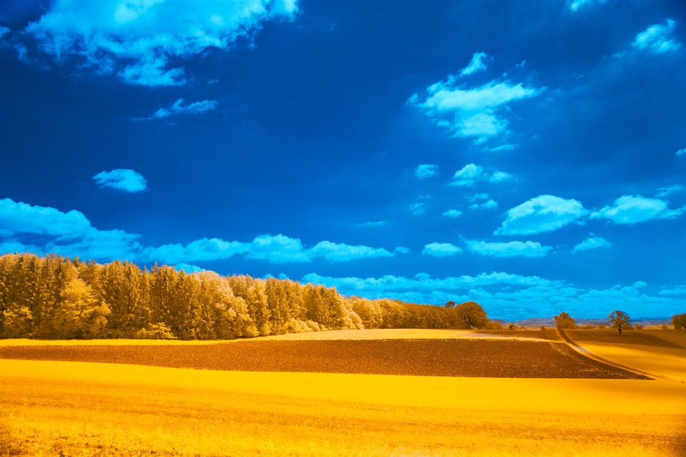 a field with trees in the background