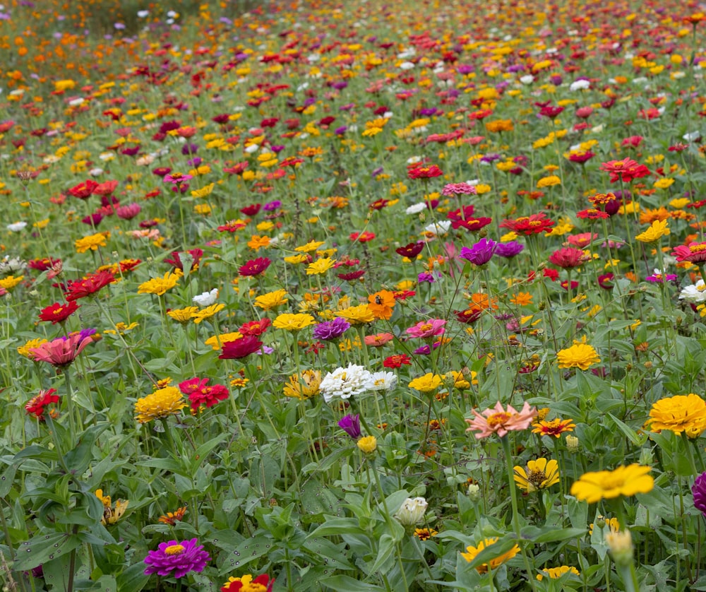 Un campo de flores coloridas