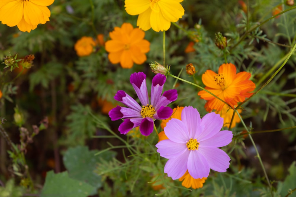 a group of flowers