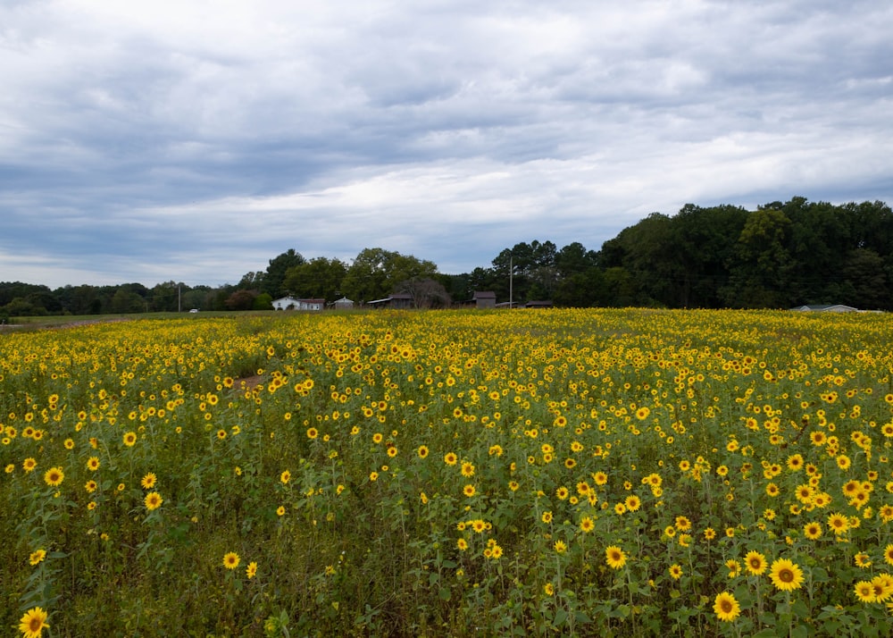 ein Feld gelber Blumen mit Midewin National Tallgrass Prairie im Hintergrund