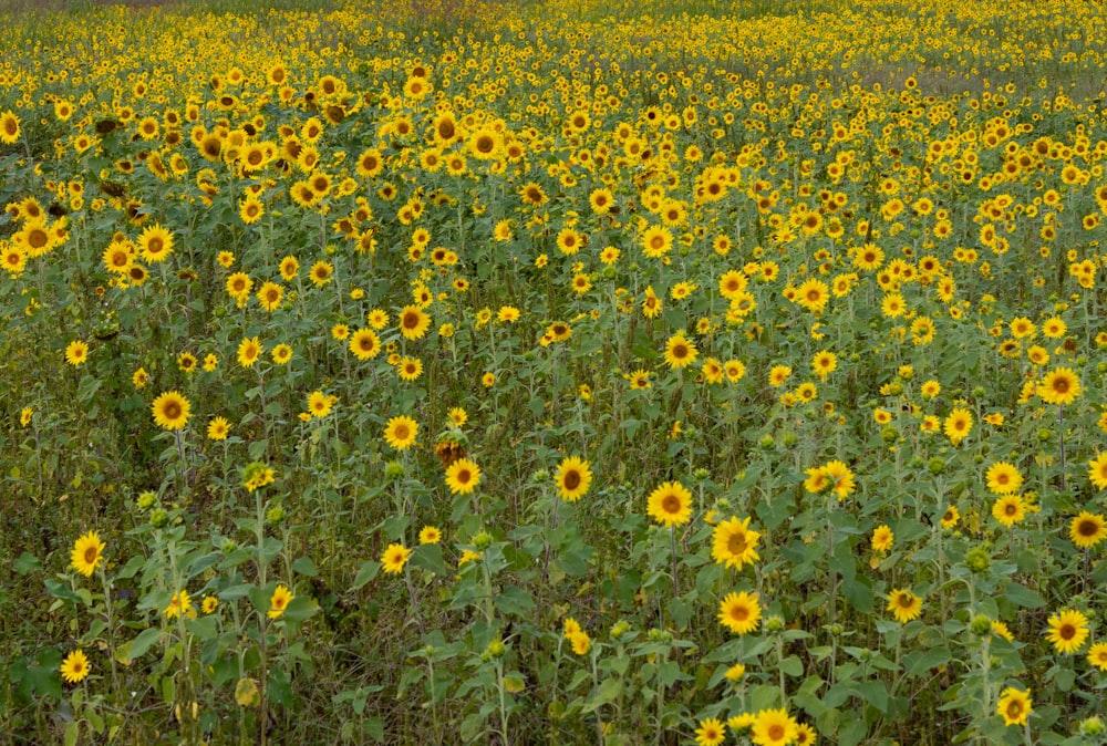 a field of yellow flowers