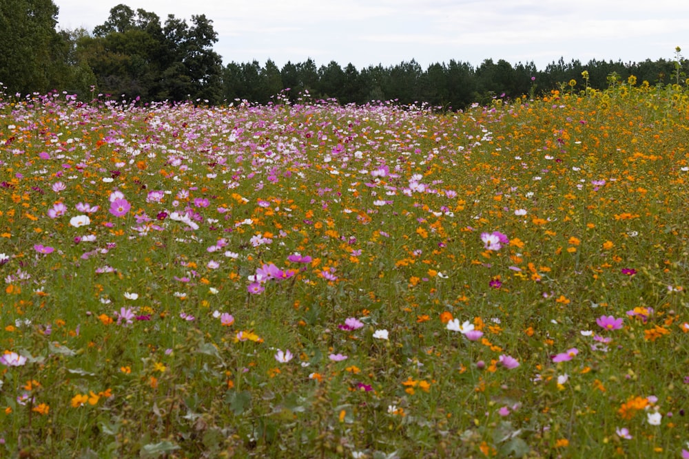 Un campo de flores