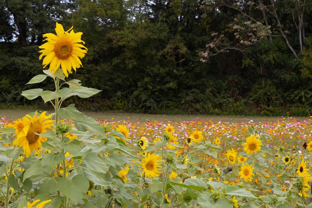 a field of yellow flowers