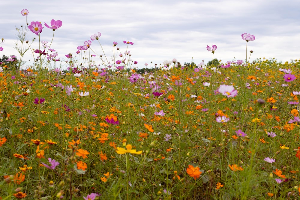 a field of colorful flowers