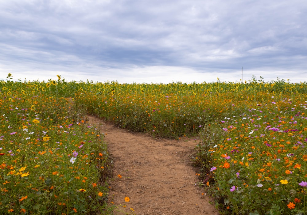 a dirt road through a field of flowers