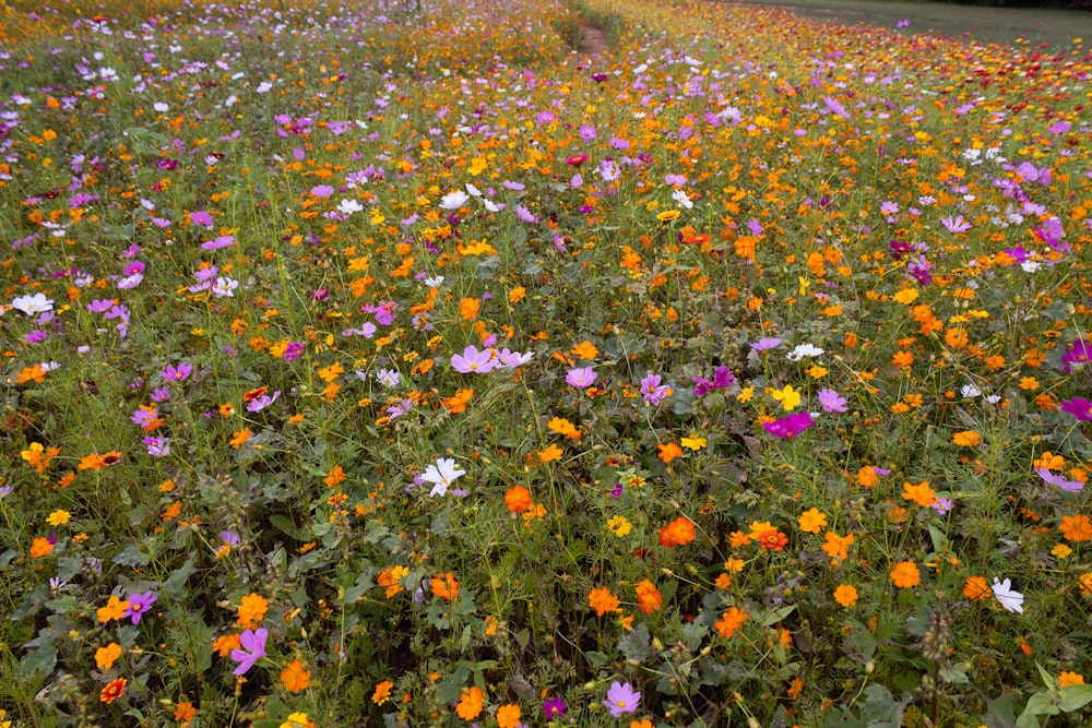 a field of colorful flowers