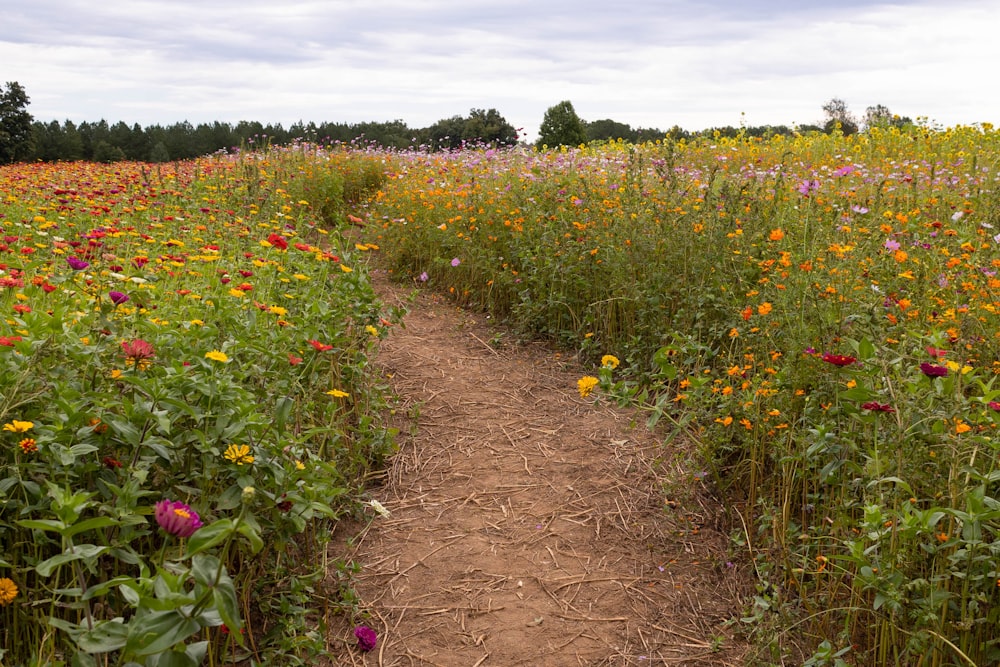 a dirt path through a field of flowers