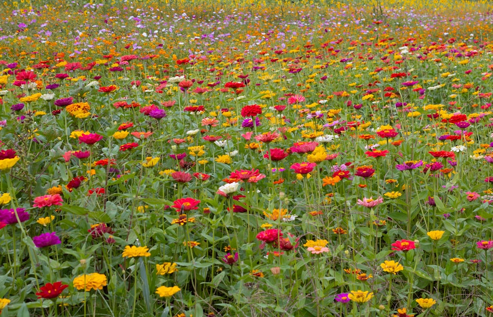 a field of colorful flowers