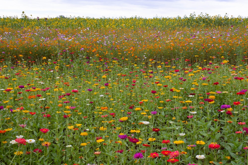 a field of colorful flowers