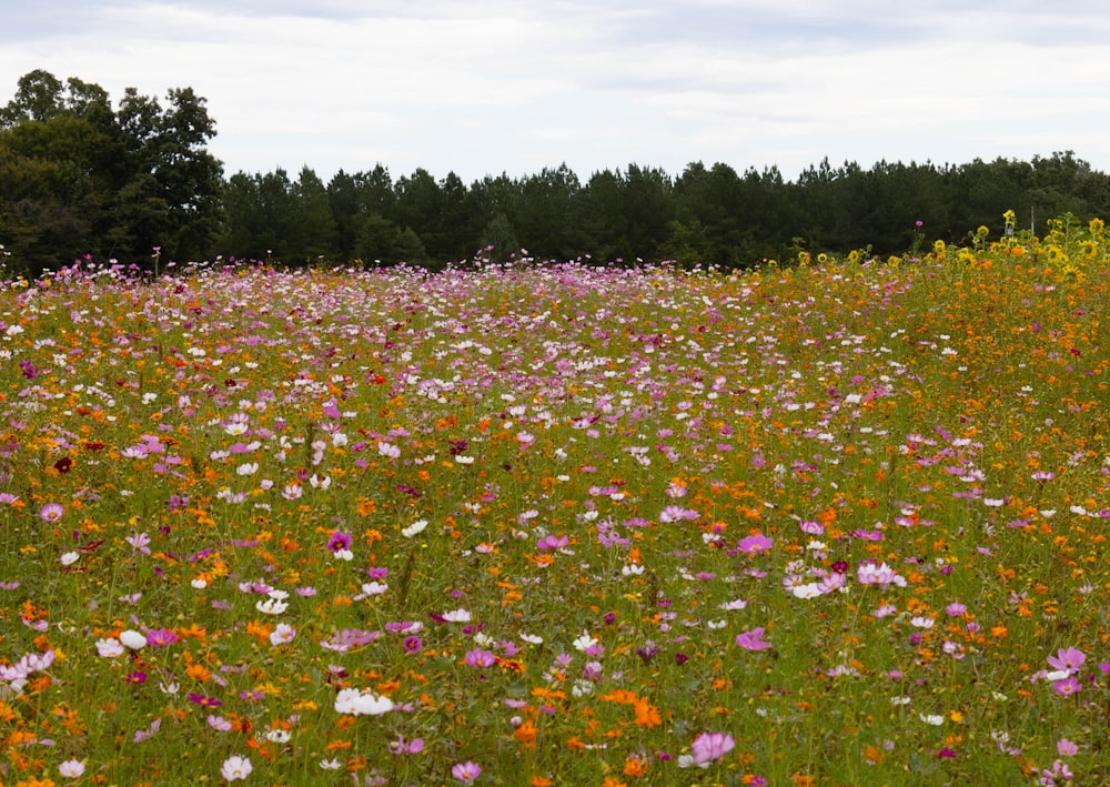 a field of flowers