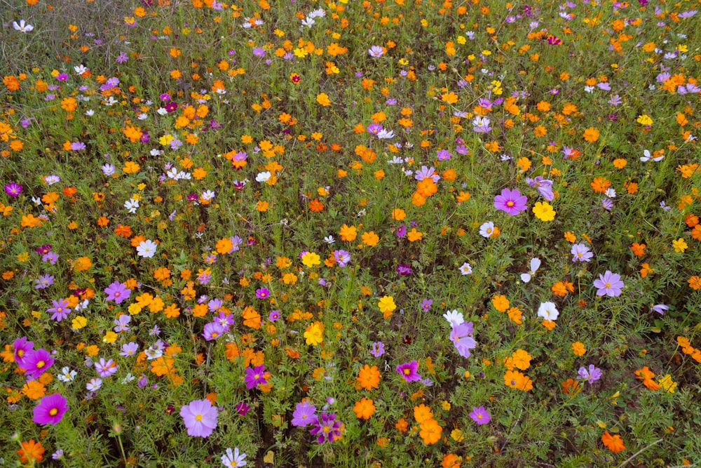 Un campo de flores coloridas