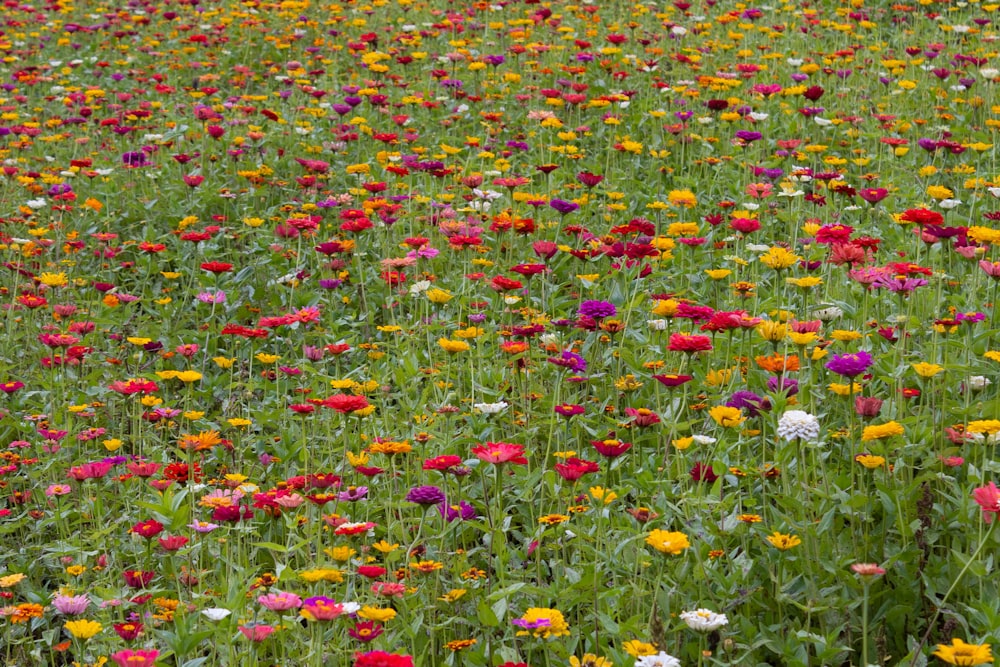 a field of colorful flowers