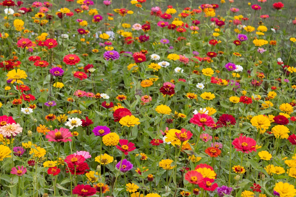 Ein Feld mit bunten Blumen