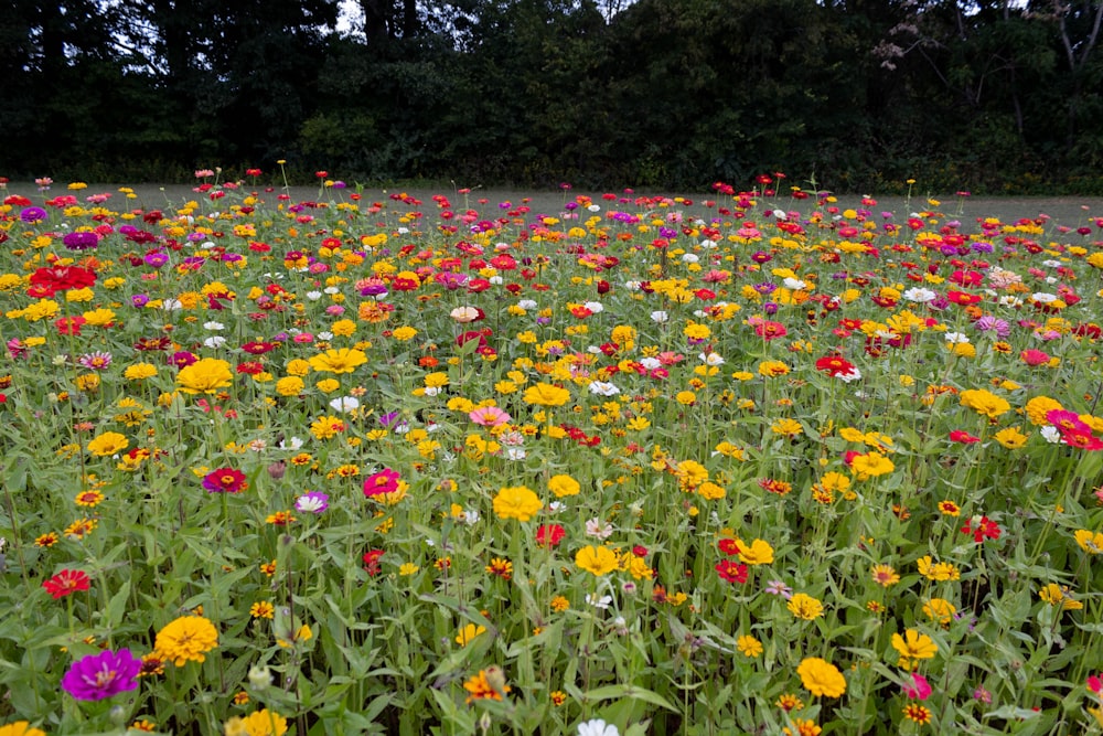 a field of colorful flowers