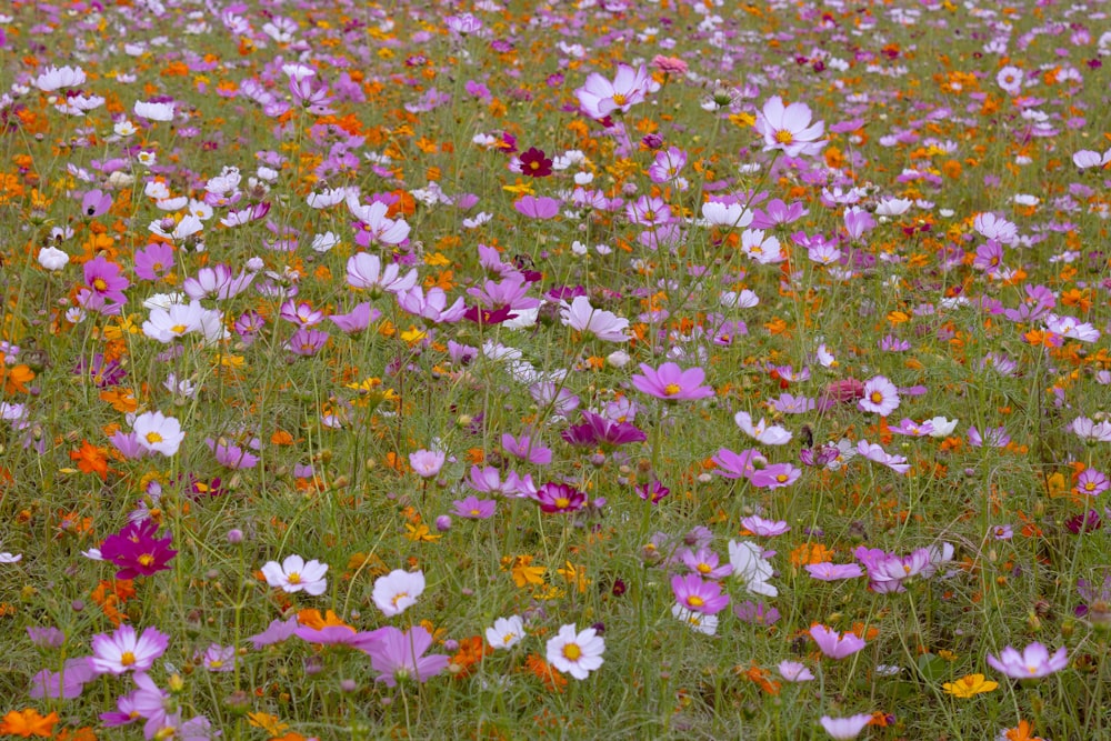 Un campo de flores