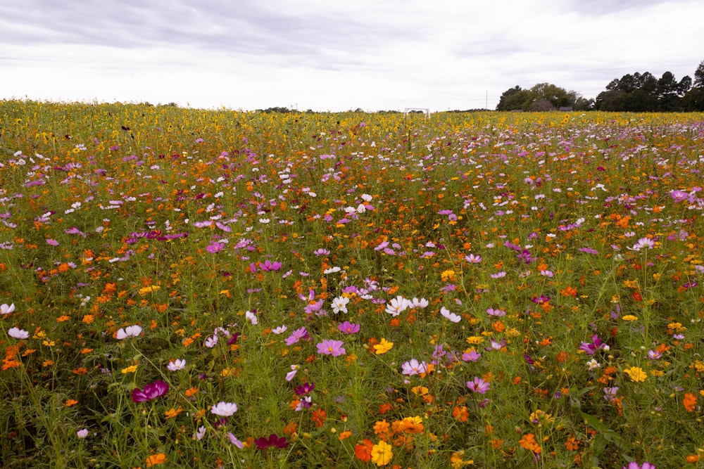 a field of colorful flowers