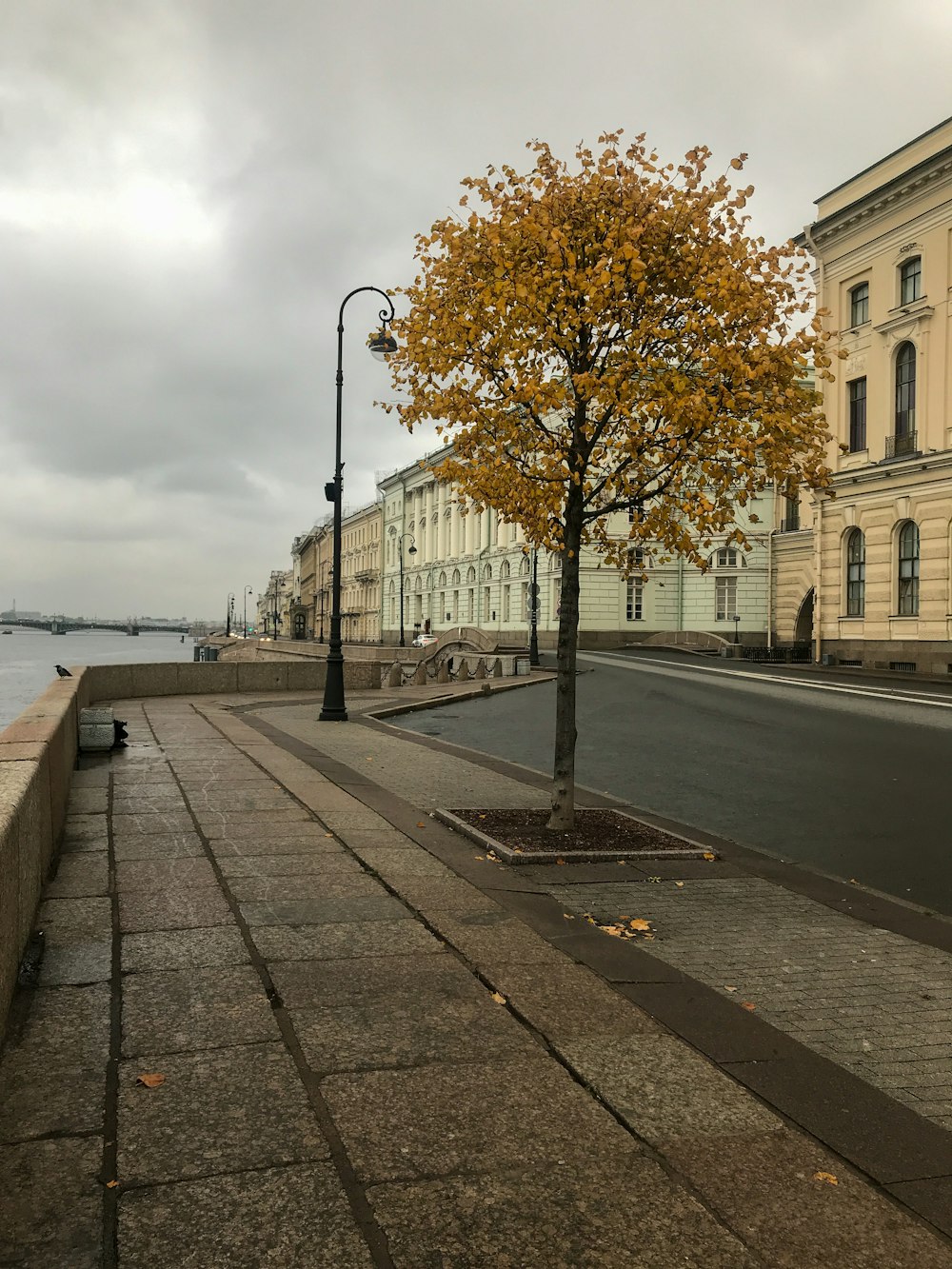 a tree next to a road