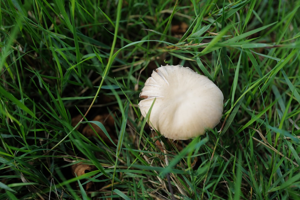 a white mushroom in grass