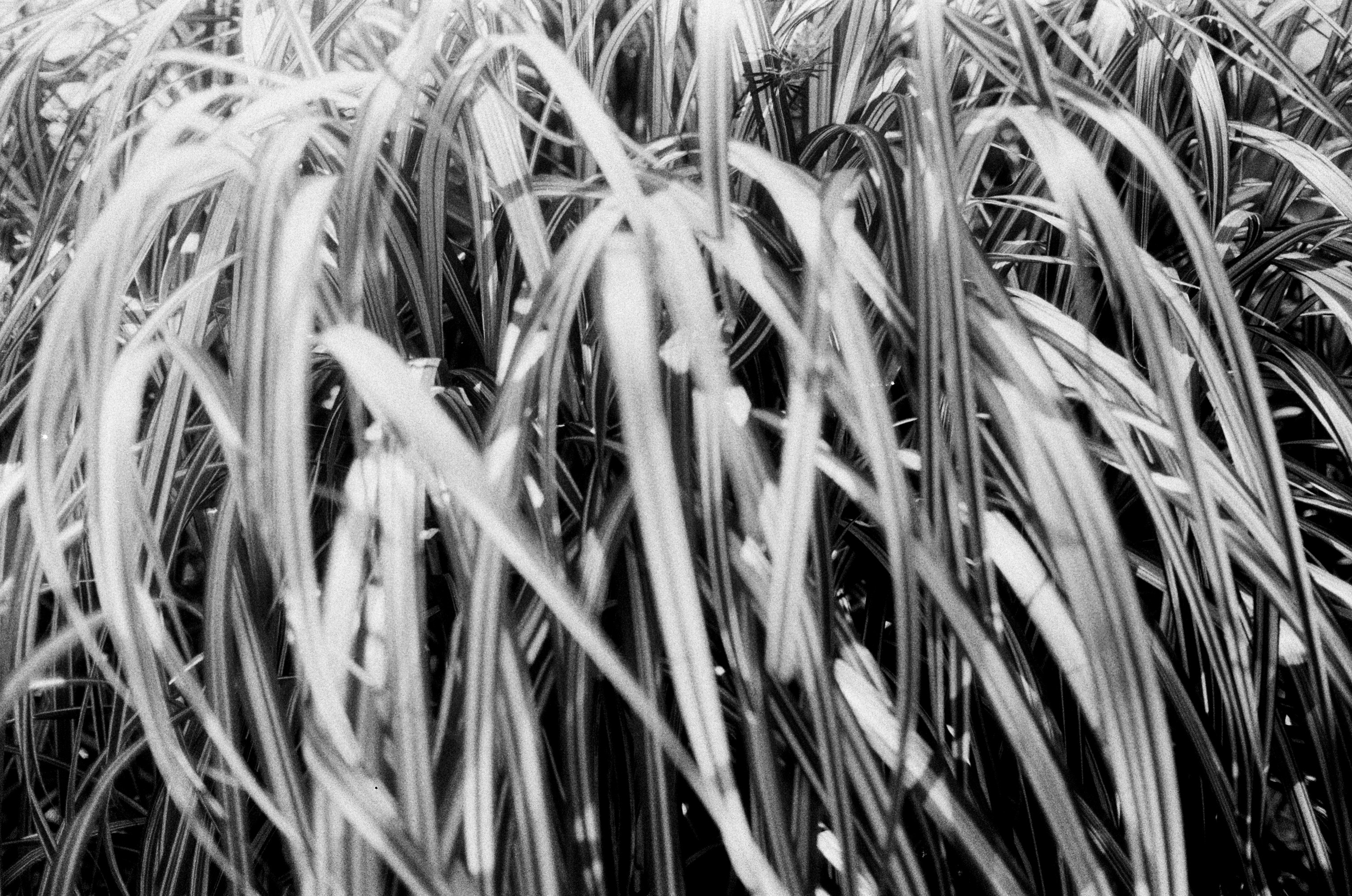 Photo by jinthetruth