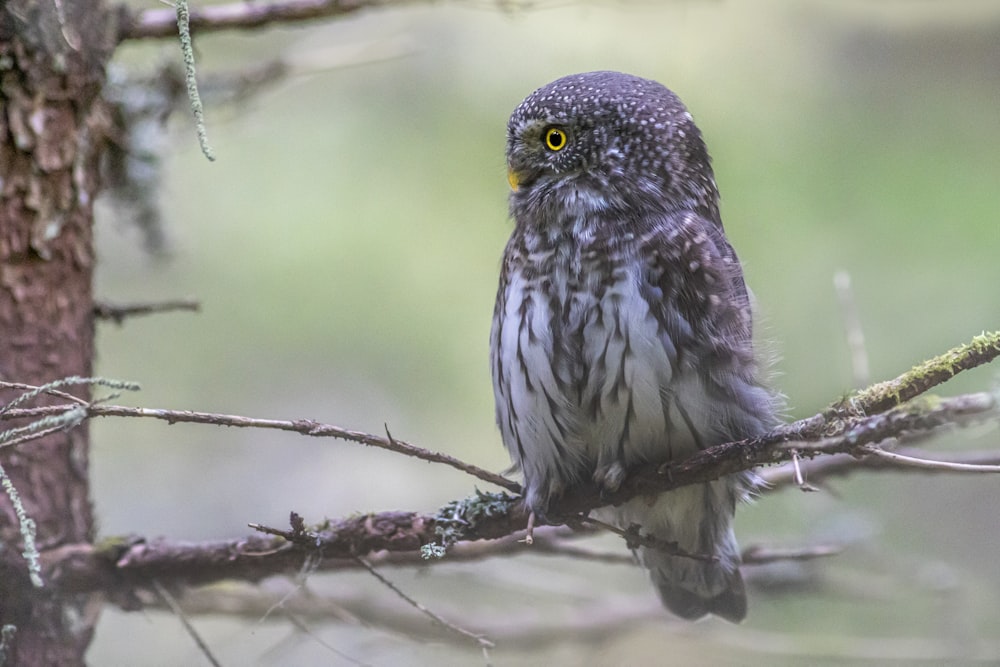 a bird on a branch