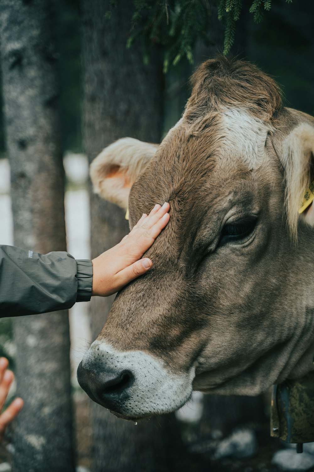a hand touching a cow's nose