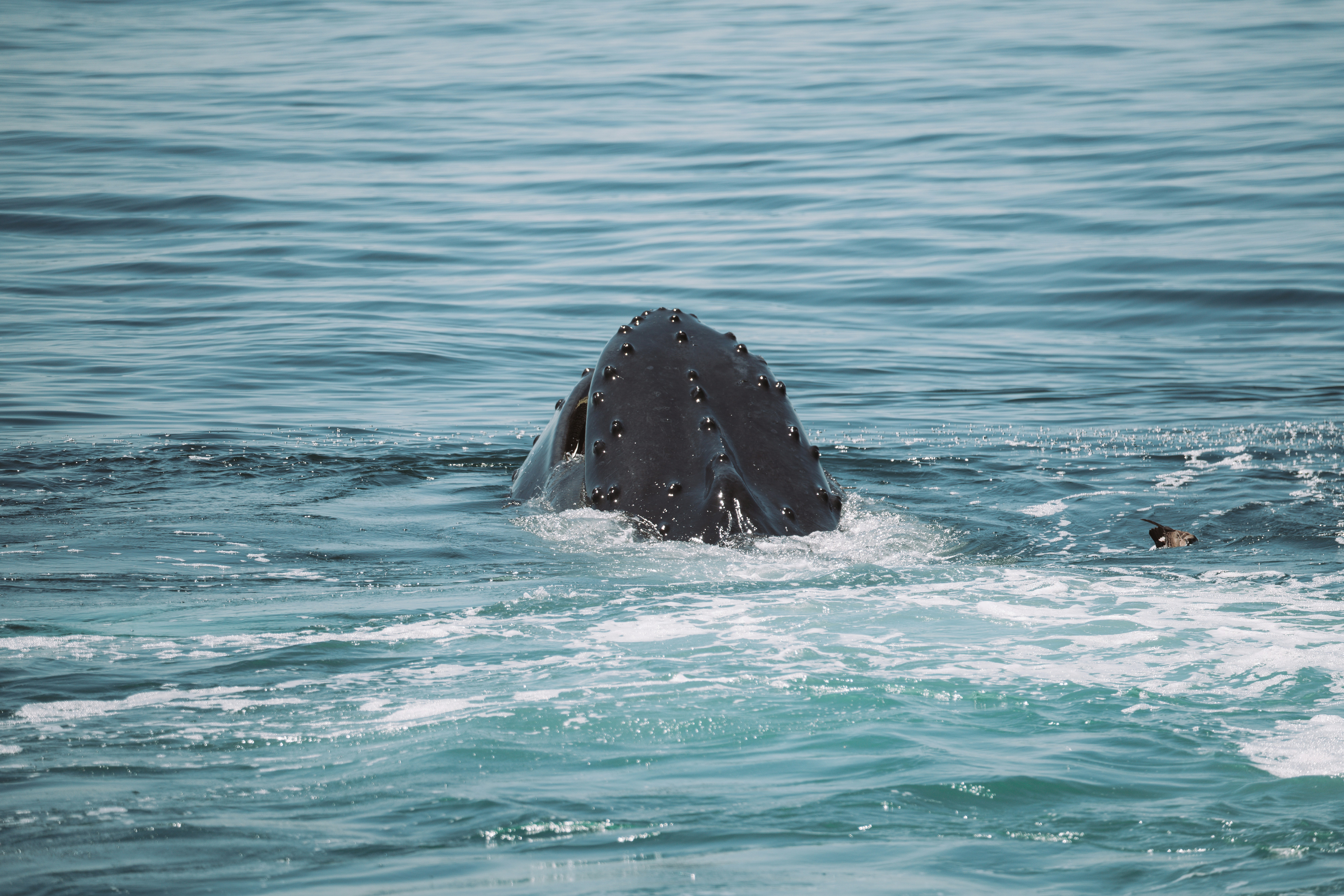 a whale in the water