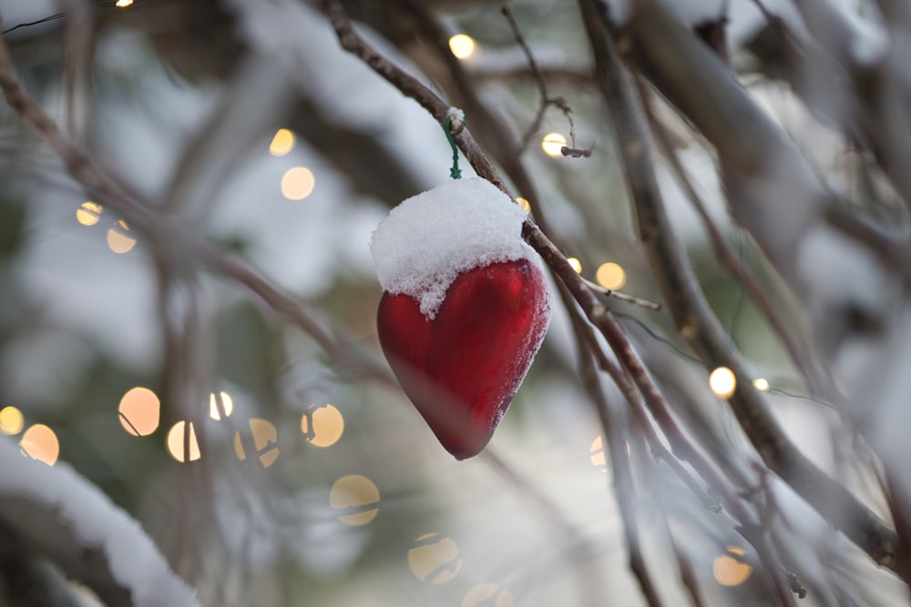 a red heart on a tree branch