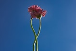 a close-up of a flower