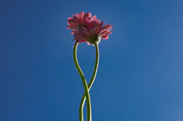 a close-up of a flower