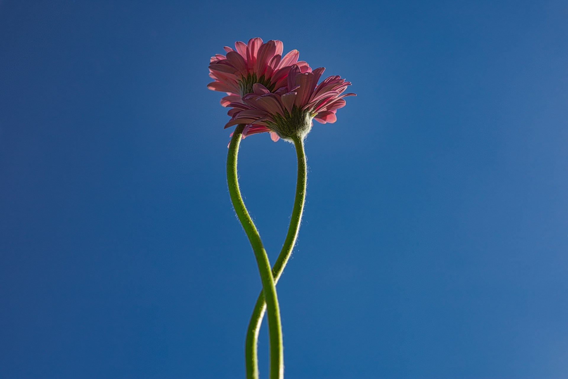 a close-up of a flower