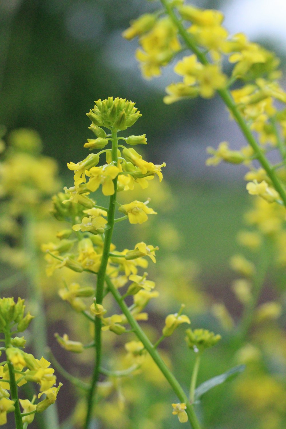 a close up of a plant