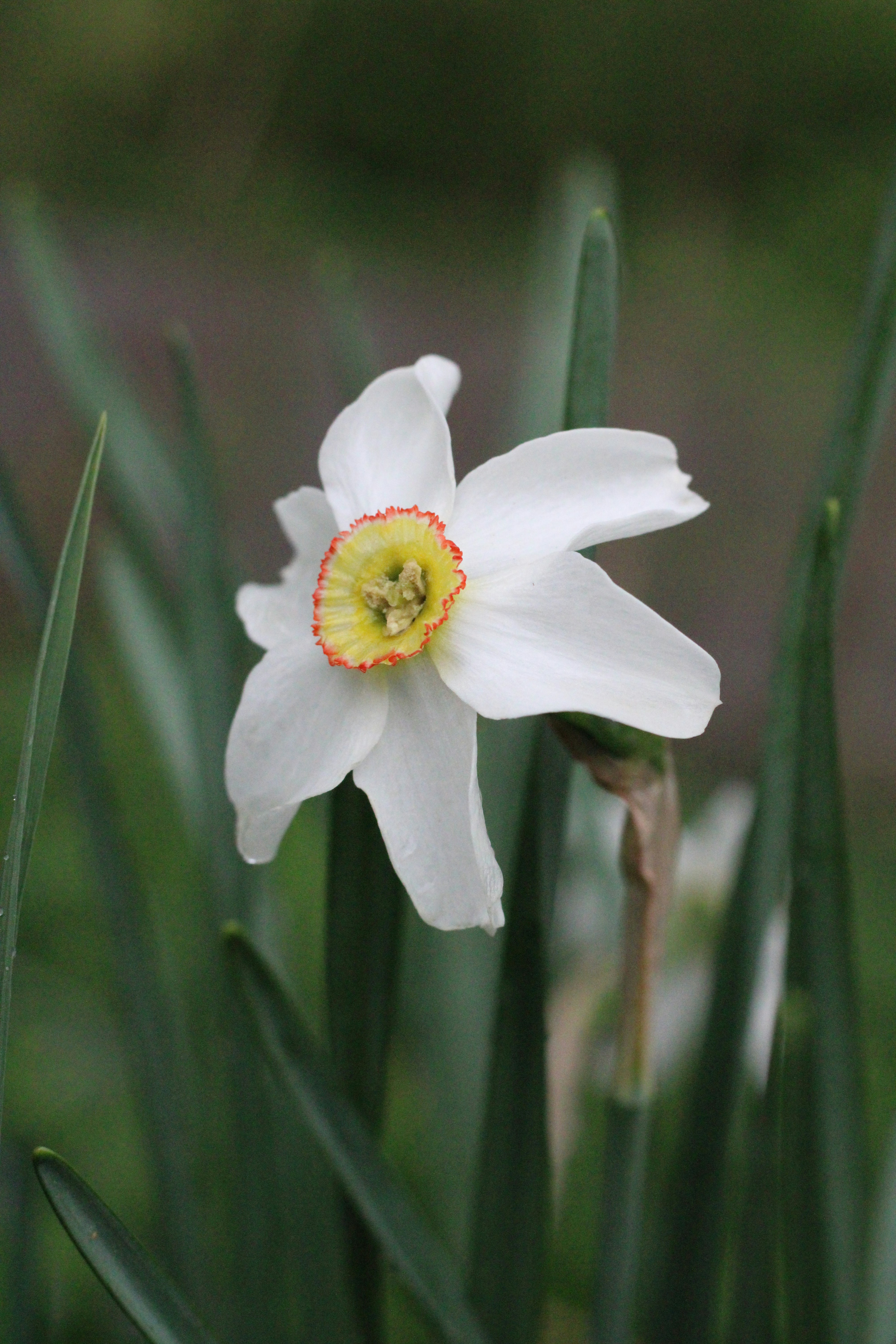 a white flower with yellow center