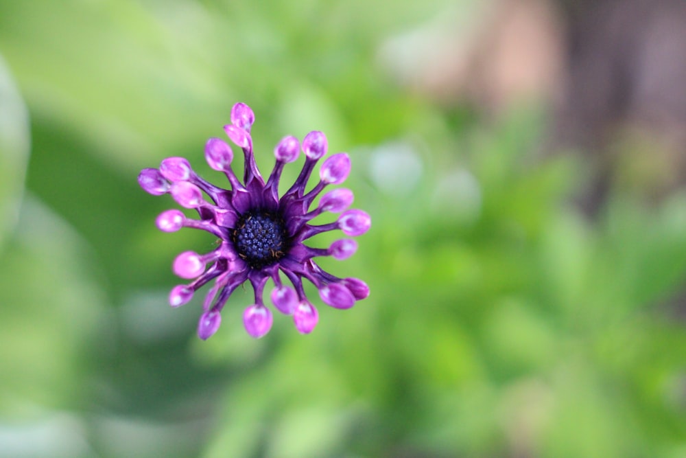 a purple flower with many petals