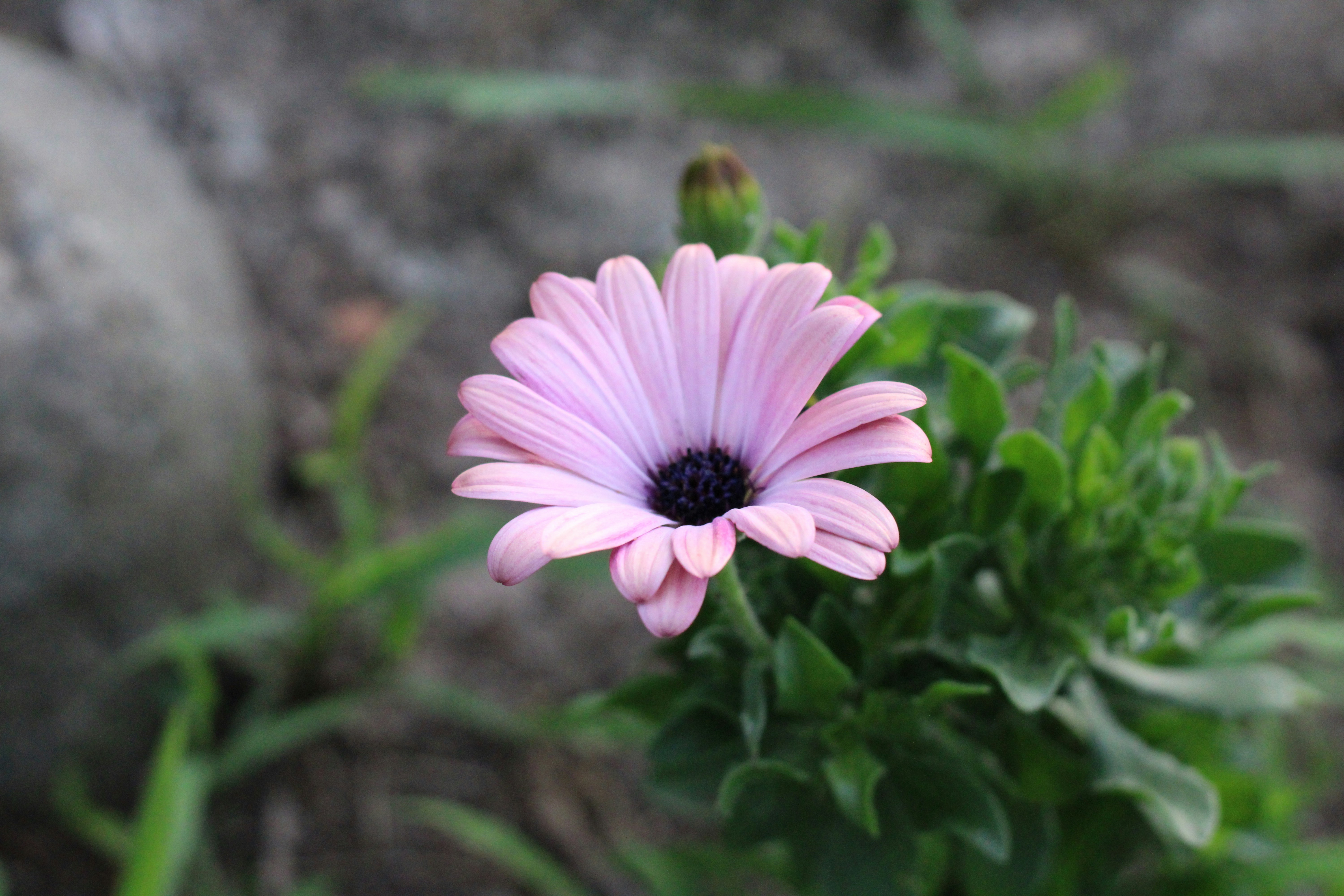 a pink flower with green leaves
