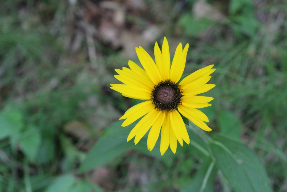 a yellow flower with green leaves