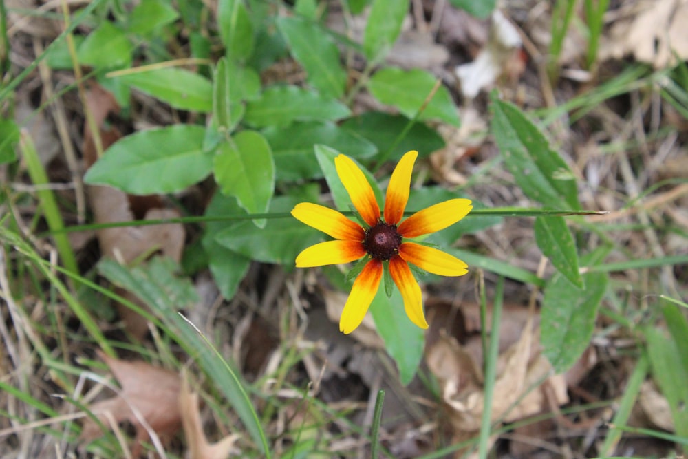 a yellow flower in the grass