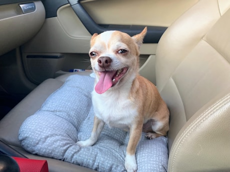 A small dog with light brown and white fur is sitting on a cushion in the passenger seat of a car. The dog has its tongue out and appears to be panting or smiling. The interior of the car is beige and black.