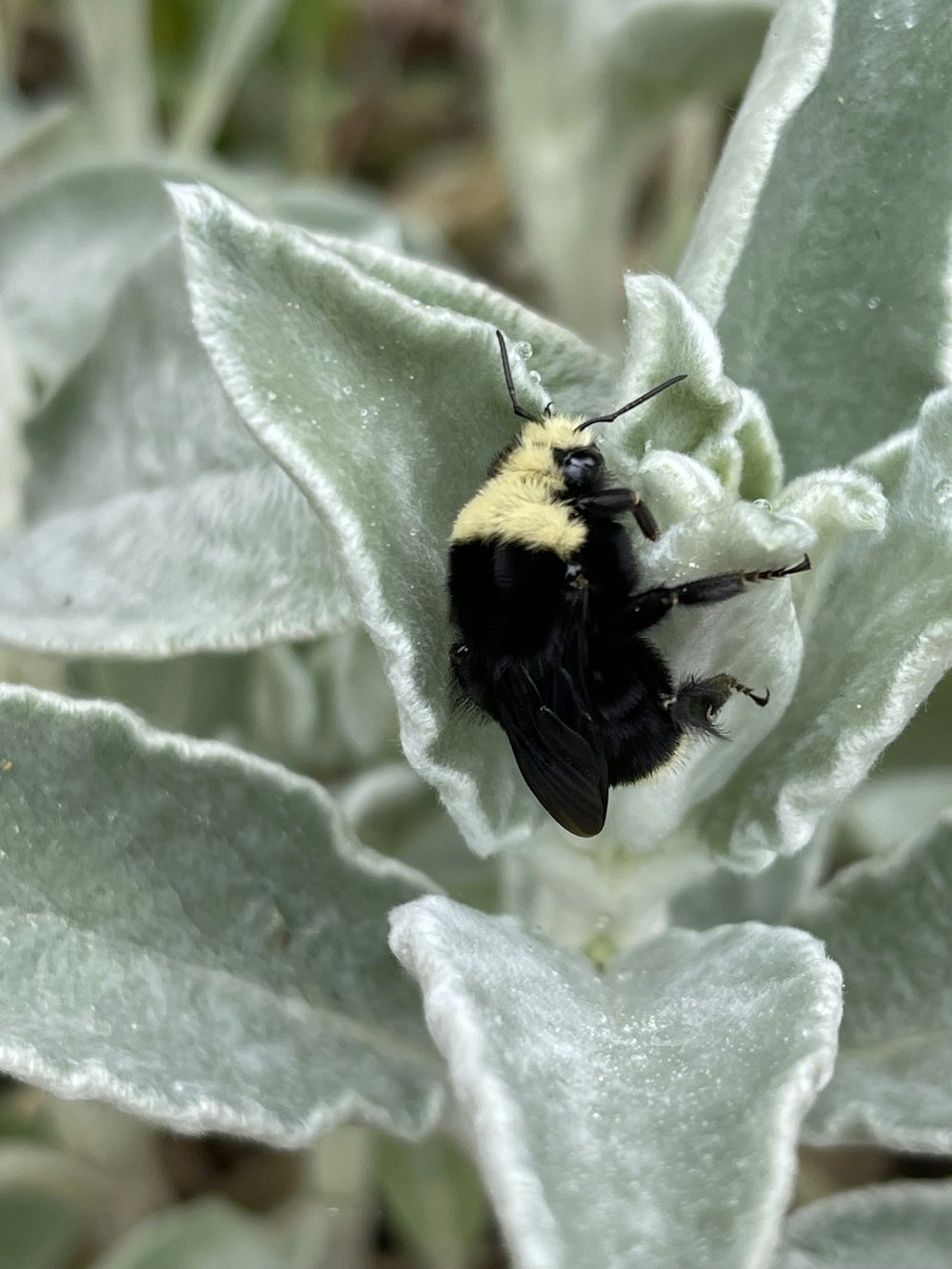 a bee on a flower