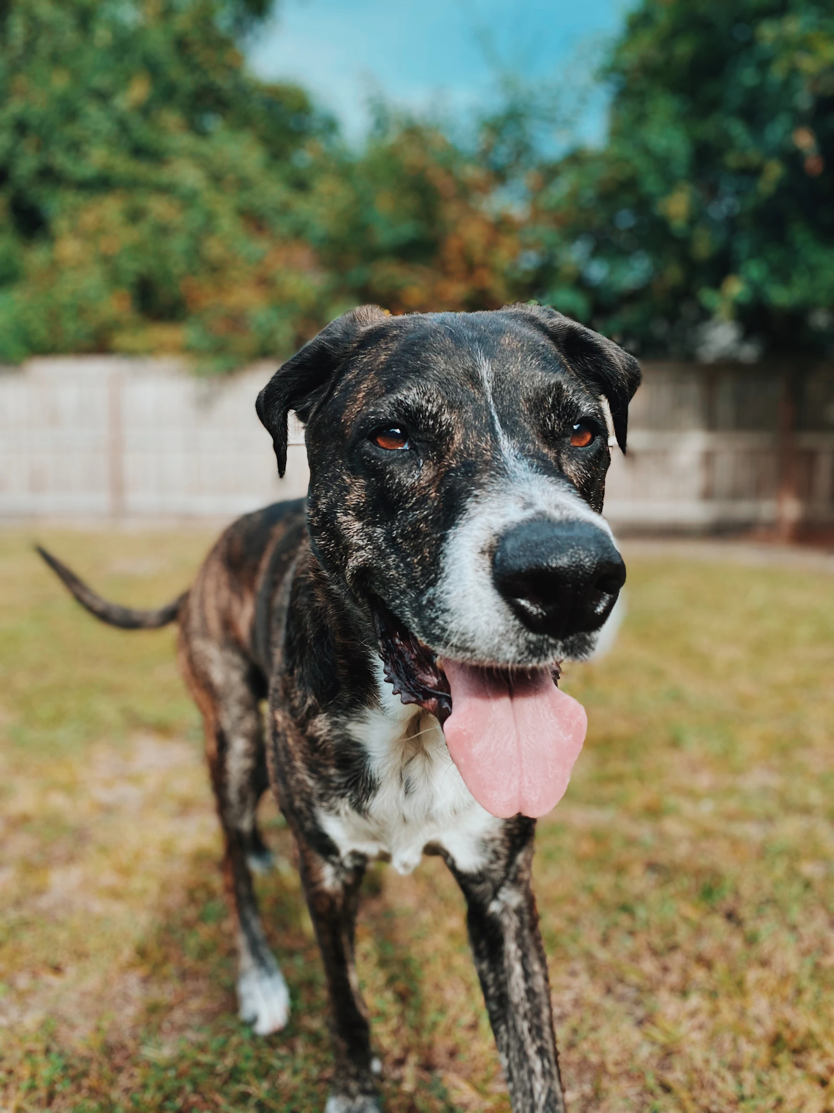Happy dog playing safely outside a home