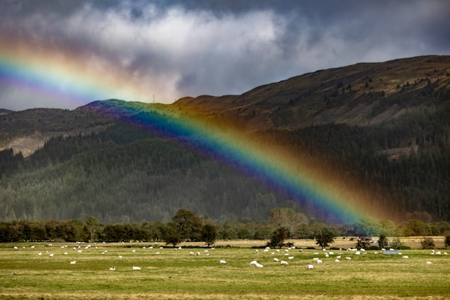 A vibrant rainbow arcs over a lush, green landscape. The foreground is a field scattered with grazing sheep and bordered by dense, dark green forest. In the background, rolling hills rise beneath a dramatic, cloudy sky.