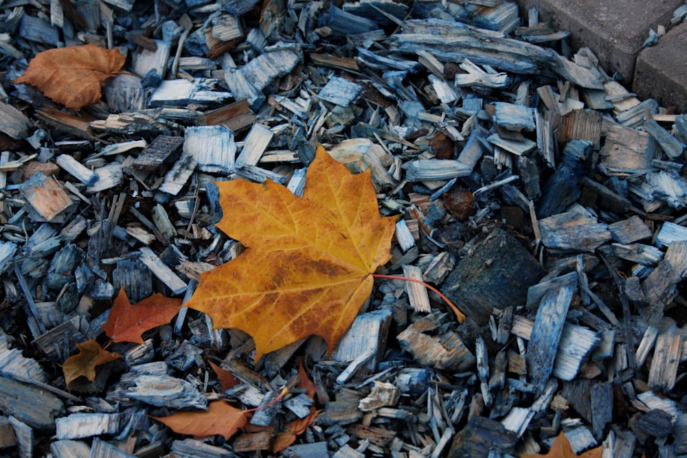 a pile of leaves