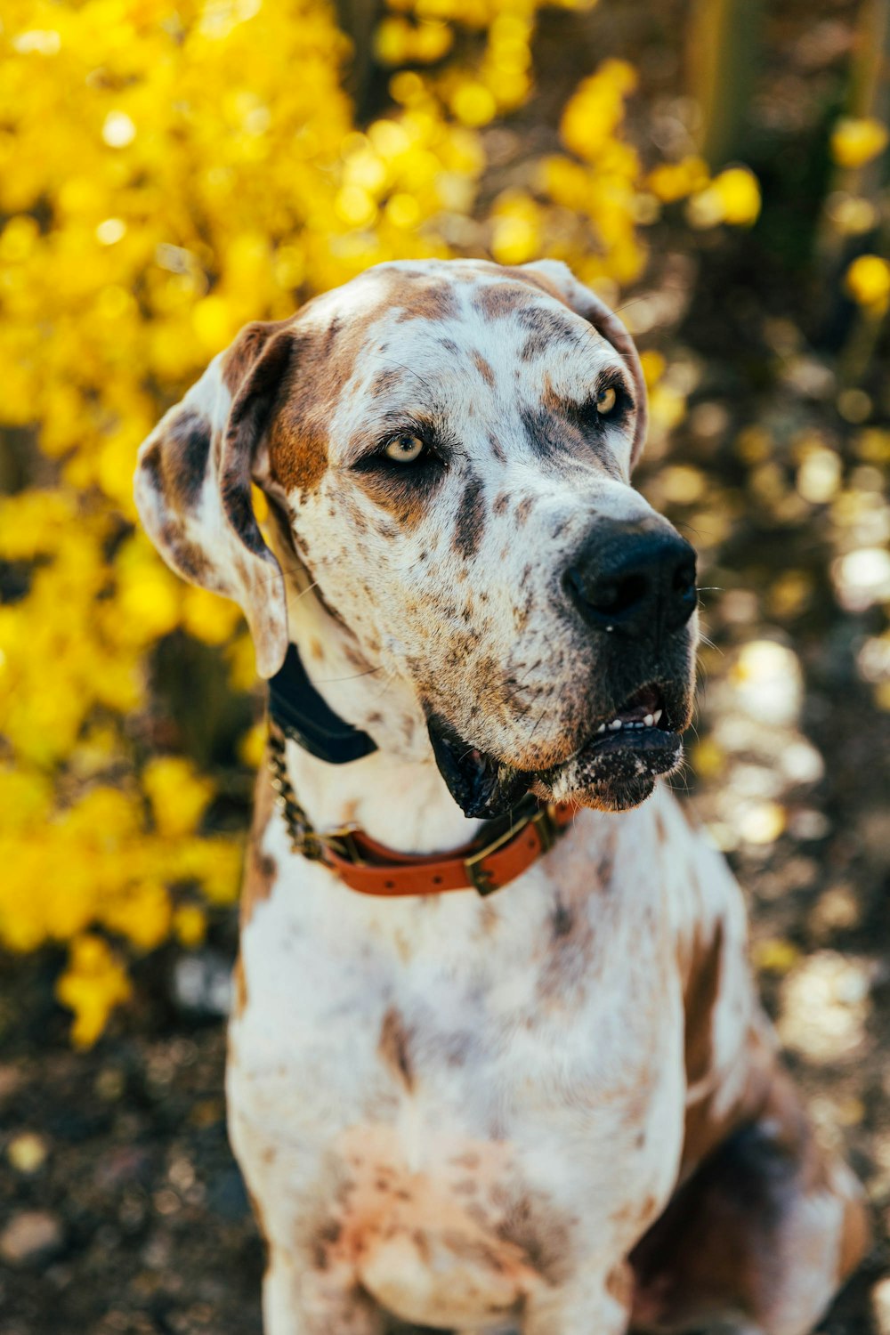 a dog with a collar