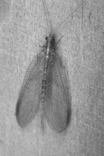 A detailed close-up of an insect with transparent, lacy wings resting on a textured, vertical surface. The wings display intricate vein patterns and the insect's body is segmented with long antennae extending from its head.