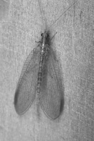 A detailed close-up of an insect with transparent, lacy wings resting on a textured, vertical surface. The wings display intricate vein patterns and the insect's body is segmented with long antennae extending from its head.