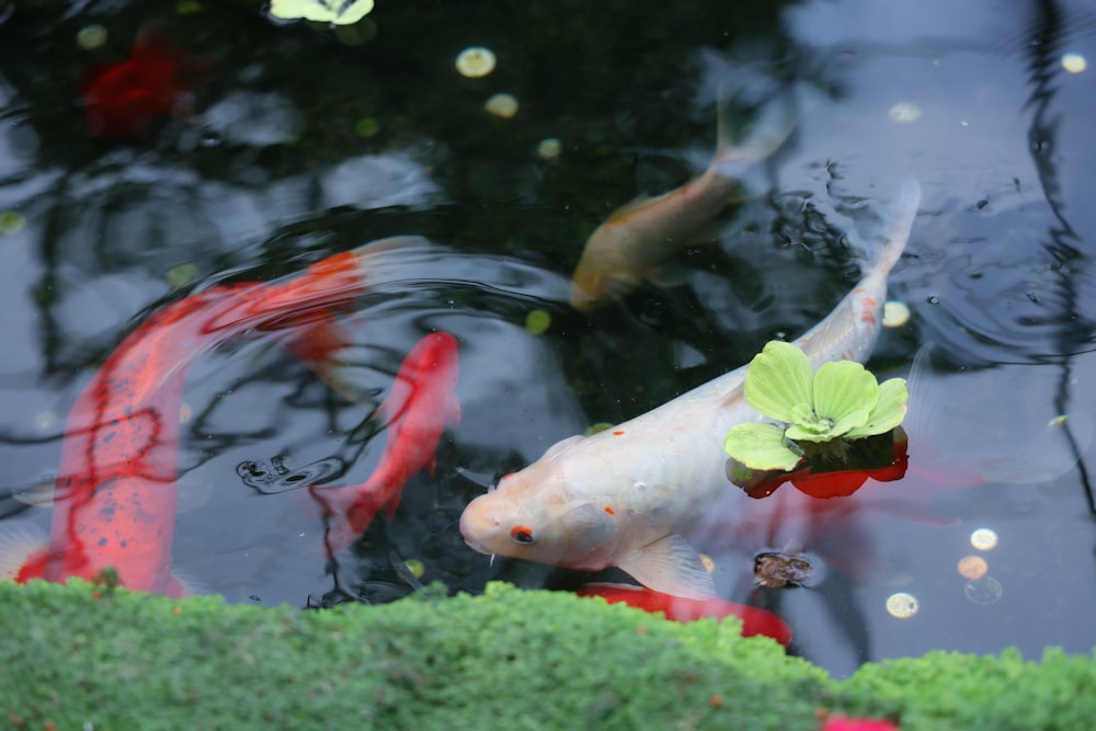 a group of fish swimming in a tank