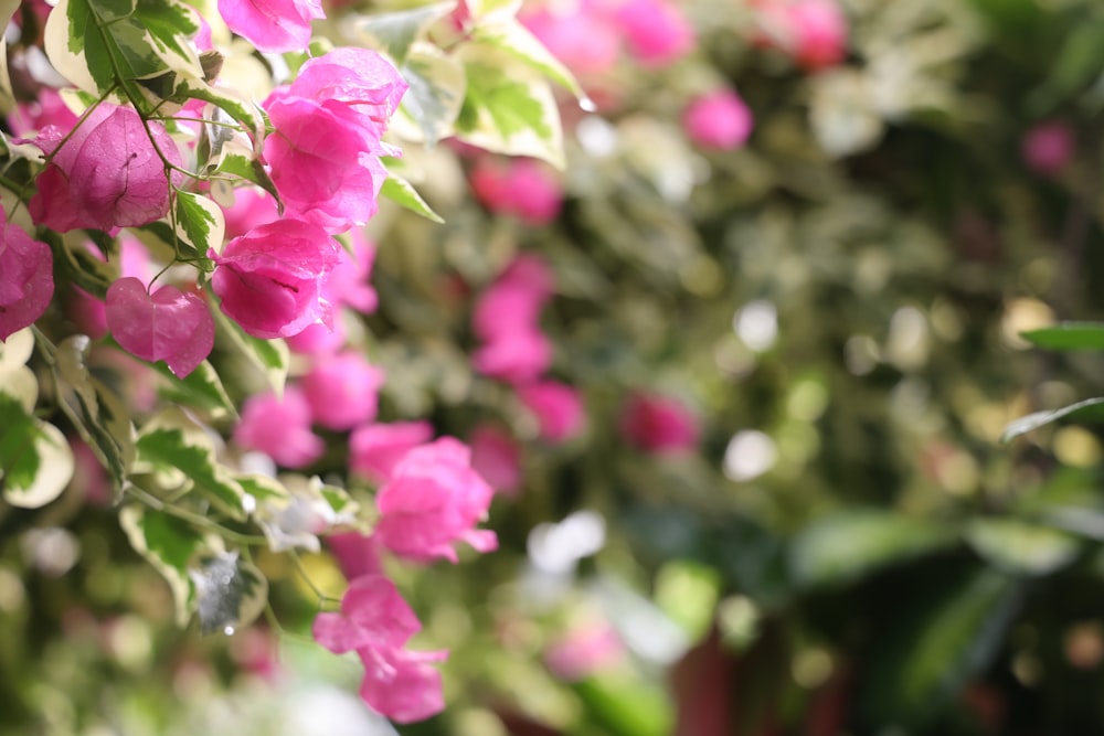 a close up of some flowers